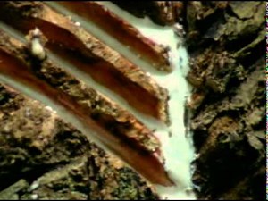 AMAZONIA - Life in the Forest (Year 9 Geography)