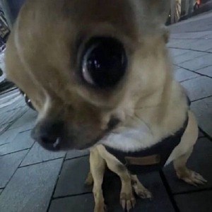 Lesly_______ - Twitch