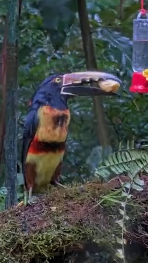 Cornell Lab Bird Cams on Instagram: "It's a rainy day snack attack on the Panama Fruit Feeder Cam. These Collared Aracaris make quick work of a few chunks of banana on a rainy day at Canopy Lodge before disappearing back into the forest. Watch them LIVE by tapping our link in bio. Their large bills and acrobatic feeding style make them endlessly entertaining, and they use those skills and bills to forage on almost anything they can grab from the forest—including invertebrates, fruit, eggs, and e