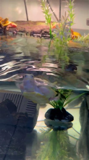 Albino Red Eared Slider Hatchlings #turtles