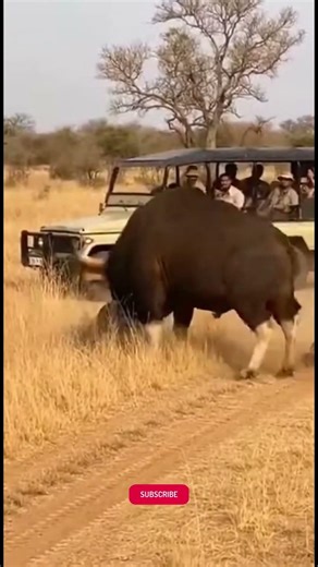 야생에서 절대 방심하면 안 되는 이유