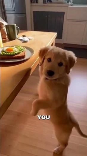 Your puppy is hungry🥹🐶