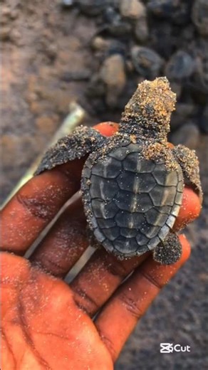 Helping a Tiny Soul to the Ocean 🐢🌊 | Pure Nature