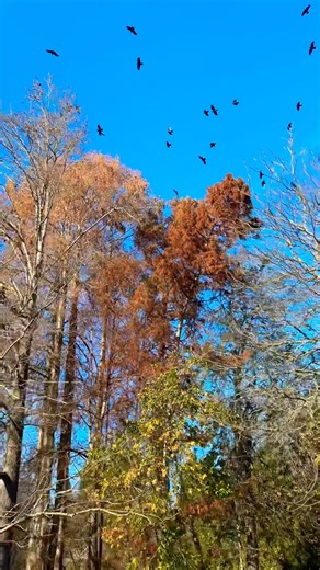 A sudden flock of crow sweeps across the Seattle skyline #Seattle #Crows #PNW #UrbanNature #Shorts