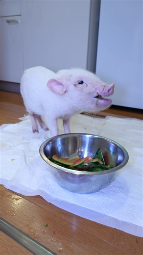 Cute and Playful Micro Pigs: The Perfect Pet for Pig Lovers!