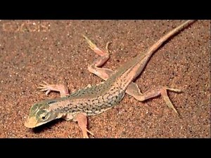 Shovel Snouted Lizard