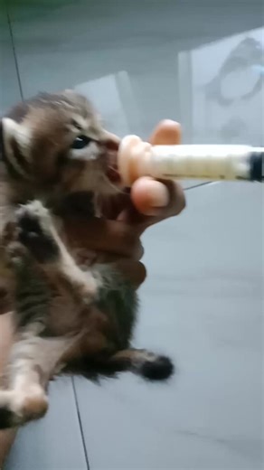 #cutekitten #babycat | Bang Z