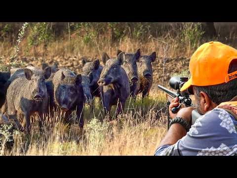 OUT OF CONTROL! Hunting Massive Wild Boar Herds