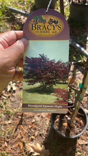Cheap Scapes Nursery LLC on Instagram: "For Sale. Further information contact Rob 985 788 5603 The Bloodgood Japanese Maple (Acer palmatum ‘Bloodgood’) is a popular, slow-growing, deciduous tree prized for its deep burgundy-red foliage that emerges purple in spring and turns brilliant scarlet in fall, offering excellent year-round color with its dark bark and red branches providing winter interest. Growing 15-20 feet tall and wide, it’s a hardy, low-maintenance focal point for landscapes, thrivi