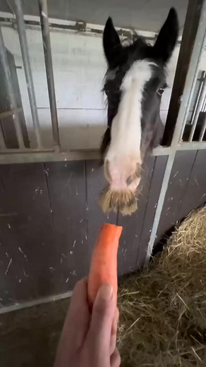 A proper German gentleman 😄.Video by hufbeschlag_wick hufbeschlag_wick on tt. .#horseshow #horselover #horse #horsey #horsegram #equinesofinstagram #equinelife #horseoftheday #horseback #beau | The Horse USA