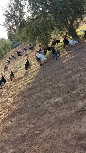 Wild Turkeys: Behavior and Habitat Exploration