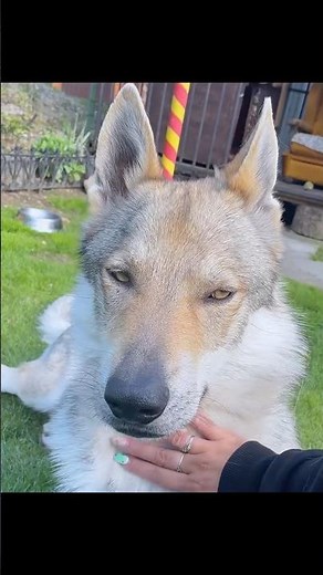 They Thought He Was a Puppy… But His True Identity Shocked Everyone!
