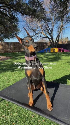 She’s that girl ✨💅👑 #westministerdogshow #dobermanpinscher #bestinshow