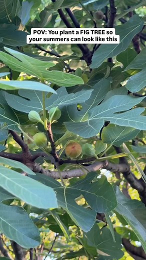 Figs are surprisingly easy to grow—If you plant a young tree (1–2 years old), you can realistically start harvesting decent fruit by year 3—with bigger yields each season after that. With Fall around the corner it would be the perfect time to plant a dormant tree! There are also Dwarf or container varieties if you are limited on space! 🌱 Planting Tips 🗓️Best time to plant: Early spring or fall (while dormant). 📏Spacing: 10–20 feet from other trees or buildings. Figs grow wide! 🥶Look for vari