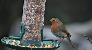 Voici pourquoi le rouge-gorge ne vient plus à la mangeoire