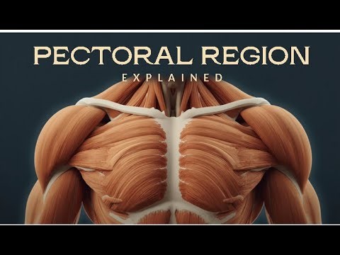 Anatomy of the Breast & Pectoral Region | Clinical Anatomy Explained