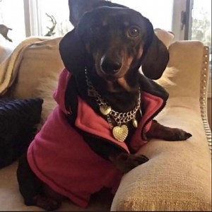 30K views · 4K reactions | Sam,Matilda and Henry The Savvy Dachshunds on Reels | Facebook