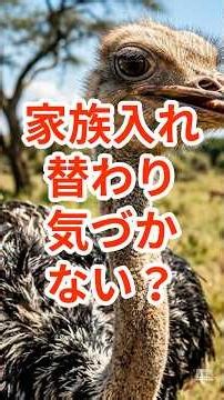 家族が入れ替わっても気づかない？ダチョウ#雑学 #生物 #ダチョウ