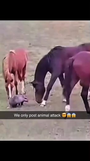 4.8K views · 71 reactions |  Follow AnimalsAttack for more insane wildlife moments Would you survive this? #animalattack #wildlifeencounters #dangerousanimals #natureisbrutal #predators #wildlifephotography #scarymoments #closecall #naturelovers #junglelife #survivalmode #wildanimals #AnimalAttack #Wildlife #NatureUncensored #PredatorVsPrey #ViralVideo #ShockingClips #WildEncounters #FightForSurvival#crazyfootage | AnimalsAttack | Facebook