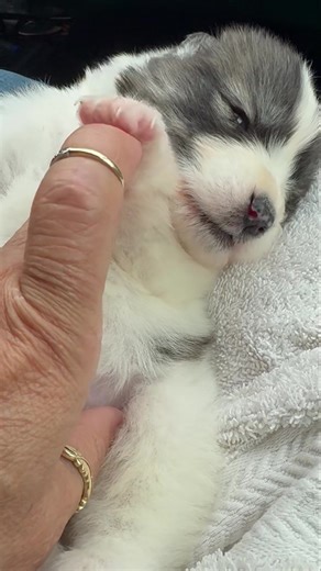 14K views · 512 reactions | Meet Robert Redford. He is one of Great Pyrenees puppies. The others weren’t letting him eat, he is smaller than the rest, so he is now with me. Has a huge appetite, every 2 hrs. all night. He well be available for adoption in a few weeks. He has long soft fur. Amazing puppy! | Humane Society of Highlands County | Facebook