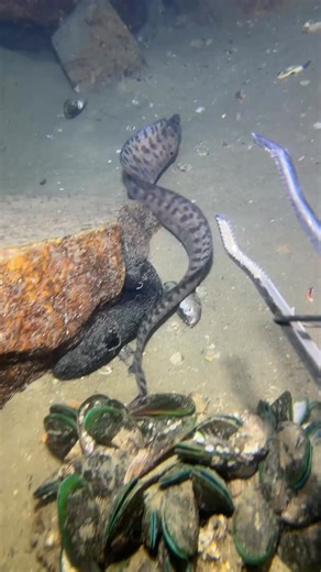 Huge sea snake #fishing #deepsea #nemo #eels #diving #crab #lobster | Catch the Sea