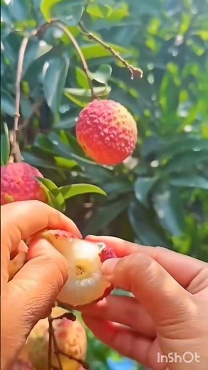 Red litchi benefits for glowing skin and health