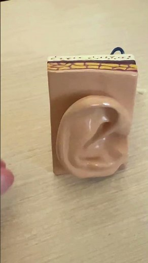 Swimmer's Ear (Otitis Externa): Causes & Relief | WebMD