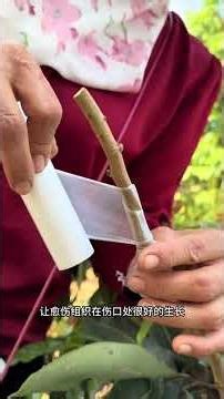 Master Double Tongue Grafting Success in 2026!GraftingTechNewFarmer2026AgriInnovation
