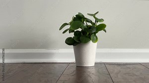 Sliding in front of a potted plant placed on laminated floor next to the baseboard of an empty room Stock Video