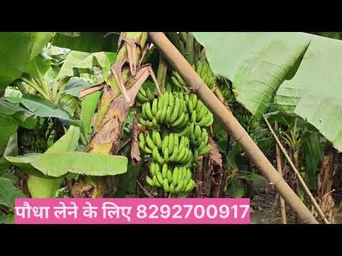 How To Make Banana Farming || Banana G9 Kela Kaha Milega || Kela Ki Kheti