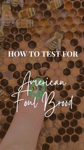 The only silver lining to me finding American Foulbrood is that I can show my students exactly what it looks like The best thing you can learn as a beekeeper is: what does your hive 'normal' look like. This way you should easily and quickly be able to spot the abnormal AFB symptoms affect the brood cappings (among other things) so knowing what 'normal' brood looks like helps you to spot abnormalities like sunken caps, greasy caps, chewed holes etc If you do spot any of these symptoms, take the c