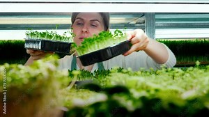 Young female farmer working with dedication in a modern vertical greenhouse