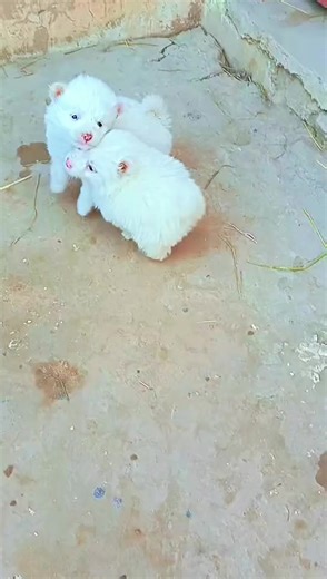 Adorable Russian Puppies for Dog Lovers