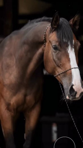 // This is my photoshop editing checklist for most equine portraits. This horse was prepped properly (prep guides are given to all clients upon booking!), so it made the edit pretty straight forward and easy. ✓ Camera Rawequinephotographer #equinephotographyrecording started) ✓ Masking to remove background ✓ Removing Naked Halter ✓ Retouching and removing blemishes ✓ Restoring color to the eye ✓ Dodge and Burn for contrast ✓ Redrawing details (ears, forelock, mane, & whiskers) ✓ Signature color 