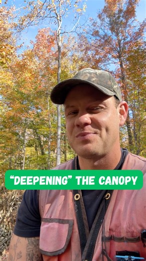 What does it mean to “deepen” forests’ canopies?? It’s easy to love forests of big, tall trees. What is harder to understand is that forest canopies have structure and quality — that what we often want is not park-like forests of big trees, but forests with “deep,” multi-layered, complex canopies. Forests with canopies like this not only more closely resemble old-growth forests (providing the habitats that nearly all of our native species have adapted to for millennia) they also provide such a g