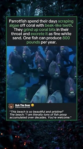 The Fish That Poops Out 800 Pounds of Sand Per Year