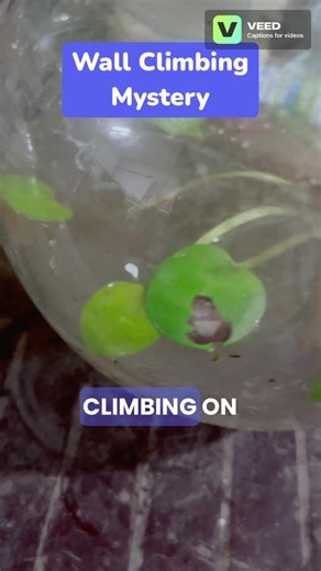 Relax, little frog! #littleanimal #frog #englishkids