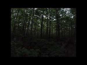 Strange noises heard while camping deep in the forest