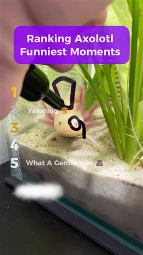 The Funniest Axolotl Moments Of ALL TIME