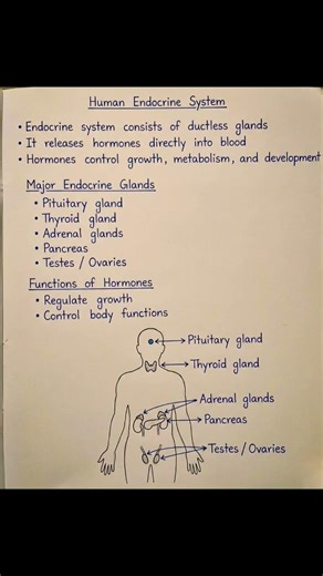 Human Endocrine system #youtubeshorts #exam #shorts