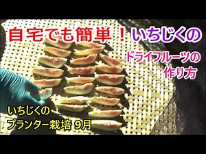 自宅でも簡単！いちじくのドライフルーツの作り方 いちじくのプランター栽培 9月 2023