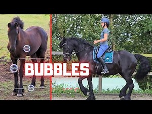 How do horses react to blowing bubbles?🫧 | Horse riding | All of them escape! | Friesian Horses