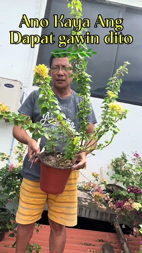 Paano Pahusayin ang Bougainvillea para sa Mas Maraming Bulaklak