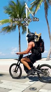 Swapping dogs for a day! @madmax_fluffyroad #goldendoodle #corgi #dogbackpack