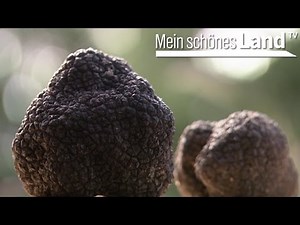 Trueffel - Schatzsuche im Teutoburger Wald