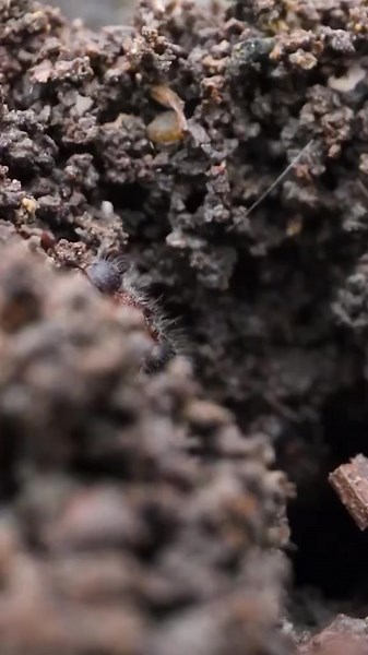 Following A Special Ant Home (Part 2)#ants #antscanada #acfamily #antloveforever #antfarm #colony #science #nature #animals #insects | AntsCanada