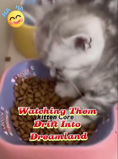 Adorable Kittens Fall Asleep While Eating! 😻🥣 | Cutest Moments Ever