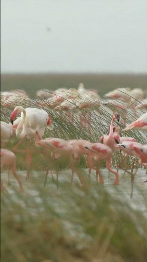 Greater and lesser flamingos