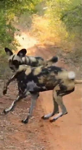 Smart Warthog Escapes Wild Dogs Ambush 🐗🐕 | Clever Survival Moment #WildlifeDrama #PredatorVsPrey