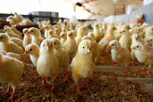 6 Best Chicken Hatcheries in New Mexico [2025 Updated]